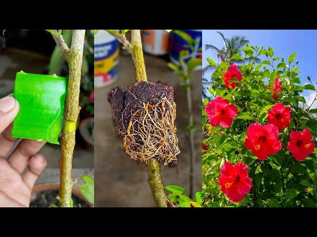 Grafting technique how to grow hibiscus plant || Hibiscus grafting