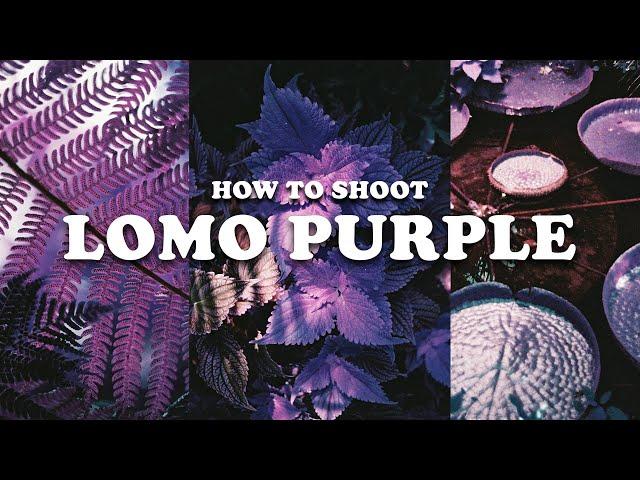 How to get the BEST of out Lomochrome Purple  |  Film photography for beginners