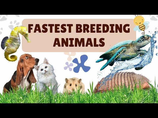 10 Fastest Reproducing Animals Of World | Health Related Facts | Dr. Raja Shad #breeding #wildlife