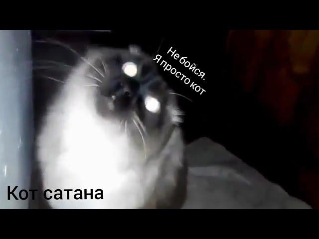 Кот сатана