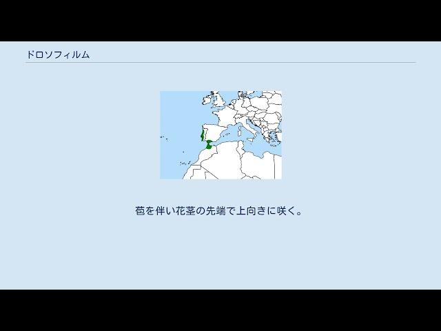 ドロソフィルム