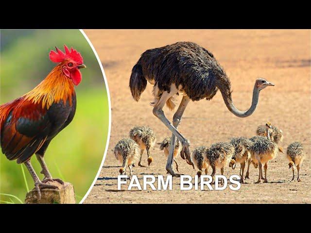 FARM BIRDS (Funny bird video)