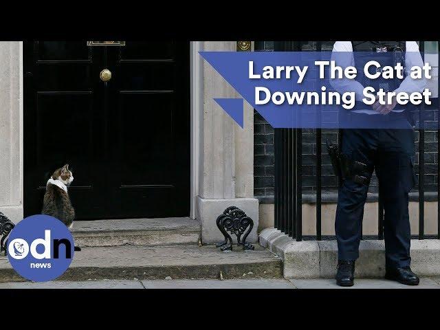 Larry The Cat at Downing Street for crunch Cabinet meeting