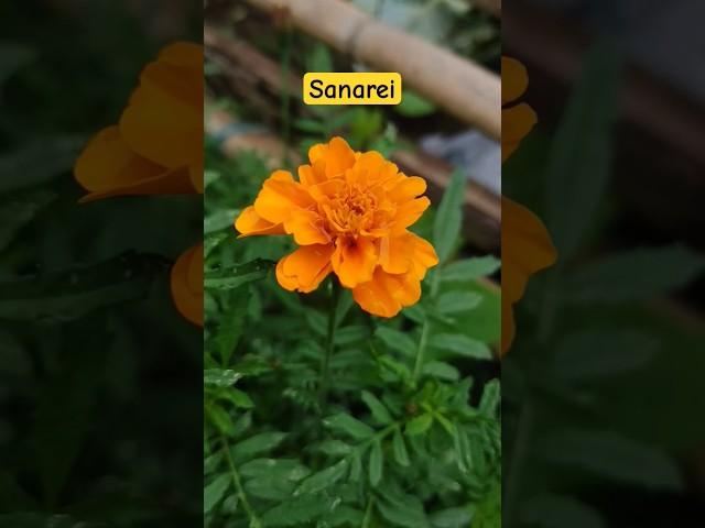 Sanarei