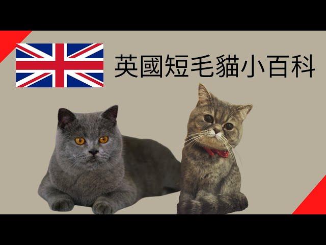 英國短毛貓小百科【品種動物系列】