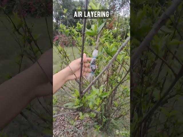 Air layering #agriculture #horticulture #fruit #jrf #education #ytshorts #upcatet #phd #srf