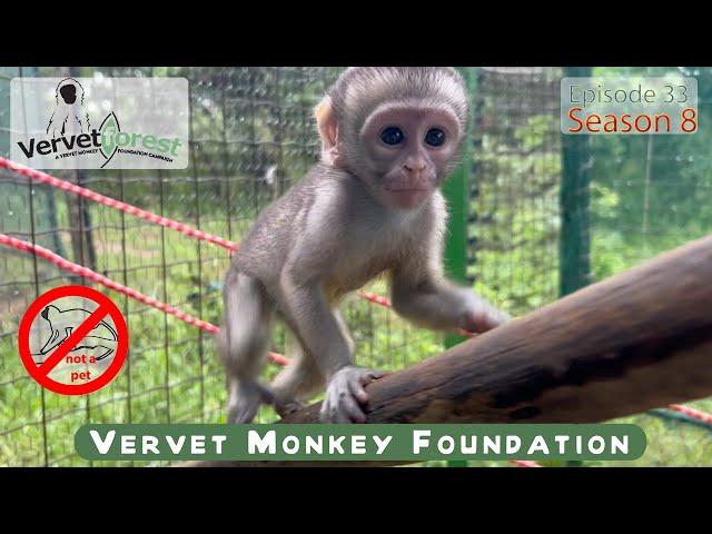 Orphan monkey Kris’s plea for a foster mom! Will she be rejected? Shelby’s scared stays away.