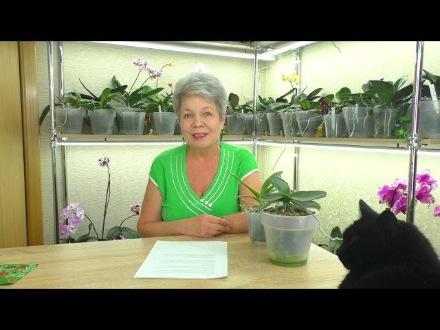 FROM THE LIFE OF ORCHIDS  ANSWERS TO SUBSCRIBERS' QUESTIONS  No. 14 07.10.2021.