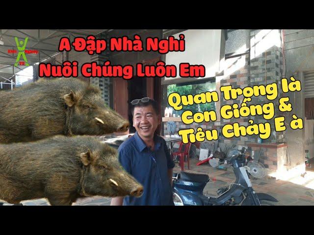 Mô hình làm giàu thật sự từ nuôi heo rừng,Kinh nghiệm nuôi lợn rừng | Khởi Nghiệp TV