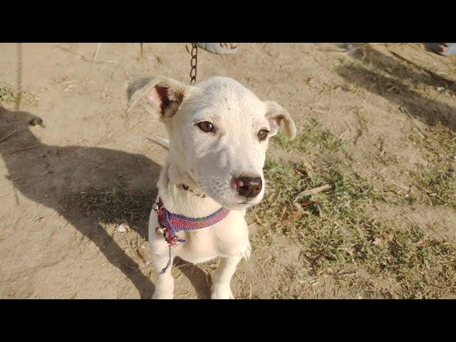 Cute Puppy | Dog Baby | White Dog Baby | Discover With Noman