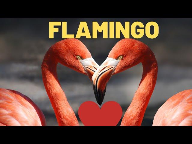 All About Flamingos for Kids: Diet, Habitat, Characteristics | Animal Lesson For Kids