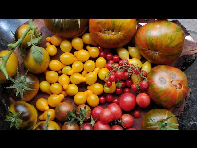 When to sow TOMATO  SEEDS in TROPICAL , DESERT or  any climate | 2 T's for tomato growing success