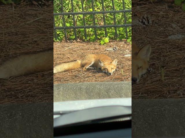 The lazy, blonde FOX didn’t jump over anything