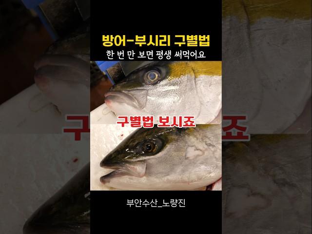 방어와 부시리 구별법 5가지 공개합니다