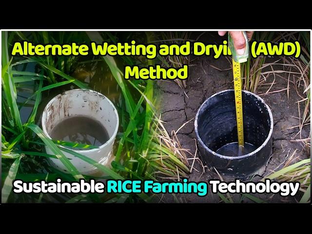 Alternate Wetting and Drying (AWD) Rice Farming Method | Paddy Cultivation