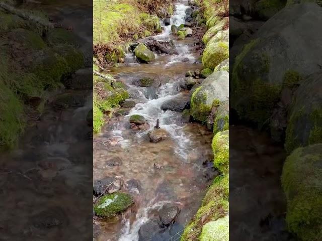 Icy Stream Sounds - Serene Scenes
