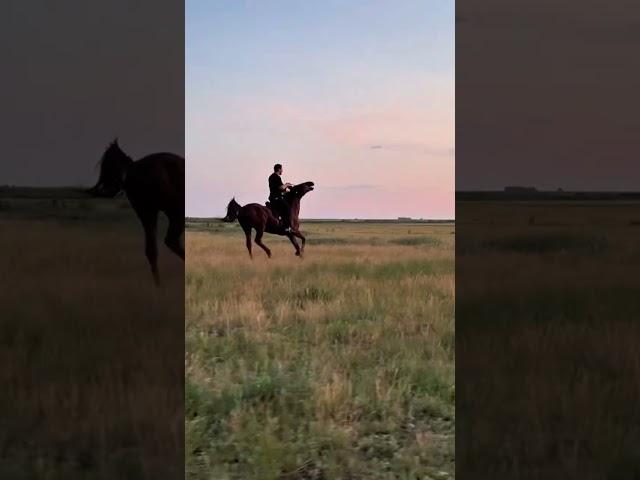 Братишка не мог остановить лошадь. Смотрите полный ролик. 
