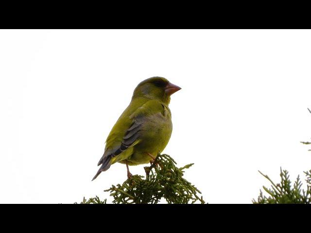 Greenfinch (Chloris chloris) singing