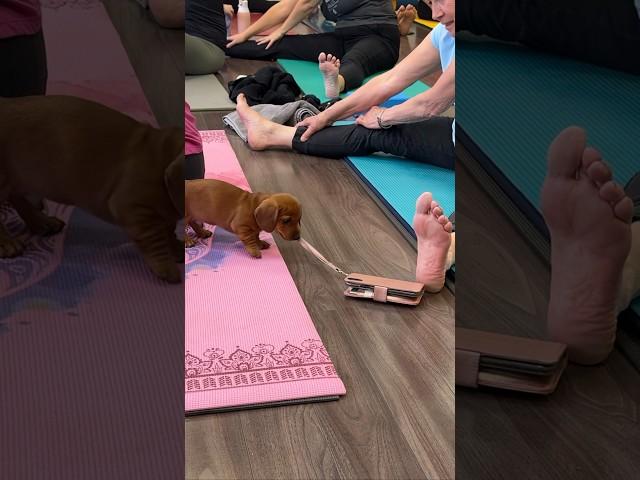 Dachshund puppies + yoga = the perfect recipe for laughter and lightness!