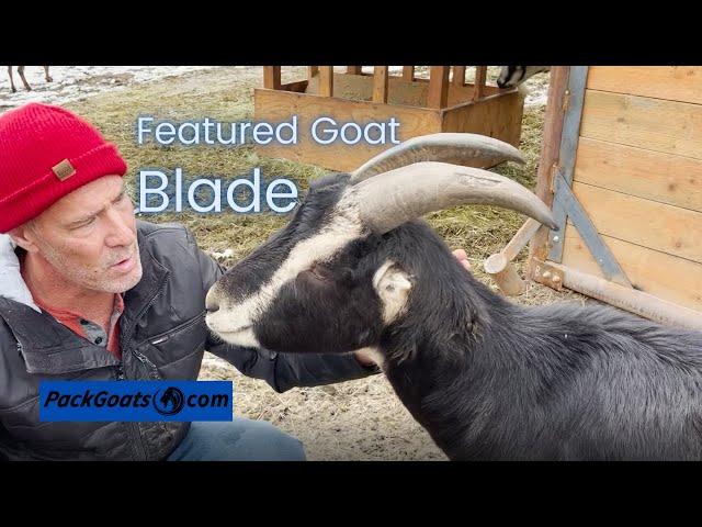 Meet Blade The Most Well Built LaMancha Goat