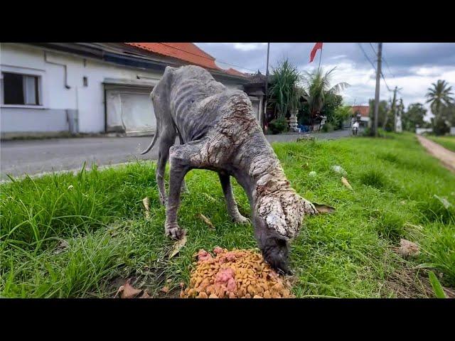 Dog Looked Like Dinosaur Transforms Into The Fluffiest One | Pets Town