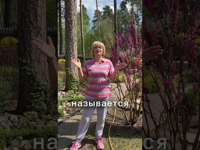 Самый быстрый способ избавиться от муравьев!