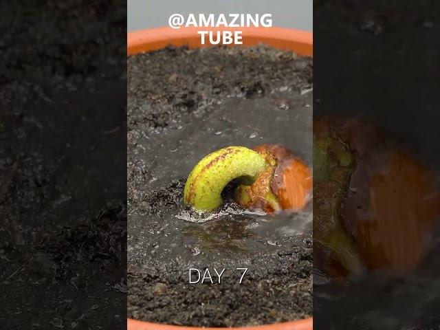 120 Days in 1 Min - Growing Durian Tree From Seed #timelapse