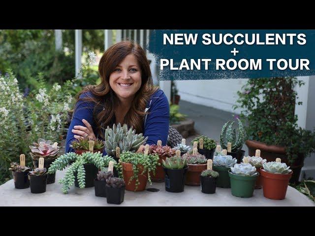 New Succulents + Plant Room Tour!  // Garden Answer