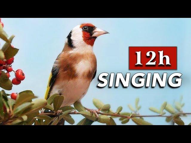 Goldfinch 12h Training Song - New Singing