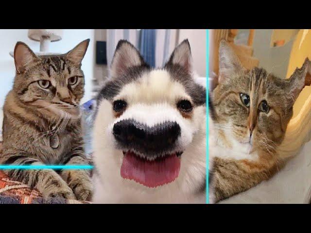 TIME WARP Scan with Pets  №2 TikTok Compilation 2023 | JoysPets