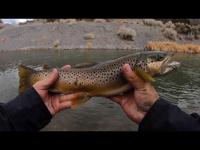 Top Lure for Wild River Brown Trout! - Winter Trout Fishing Tips