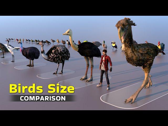 Birds Size 3D Comparison 2022