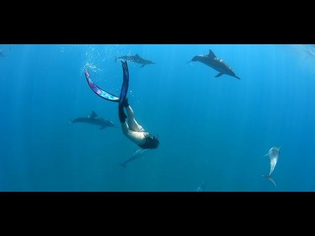 Dolphins Mauritius