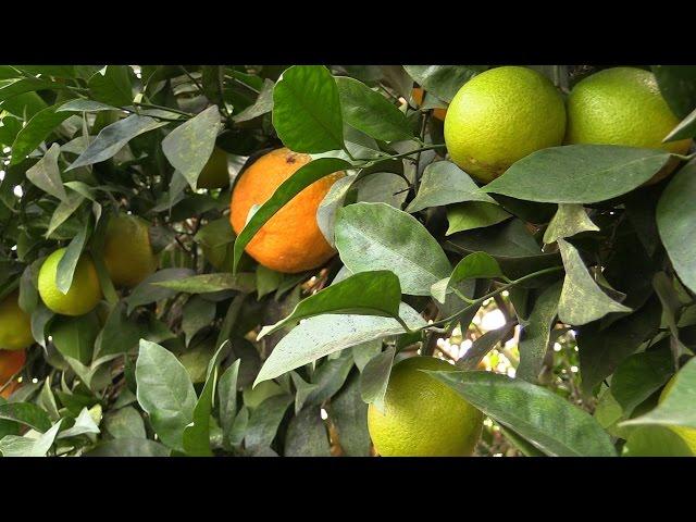 Logee’s 10-Variety Citrus Tree