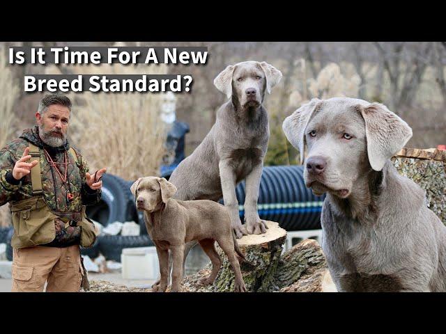 Labrador Retriever | Is It Time For A New Breed Standard?