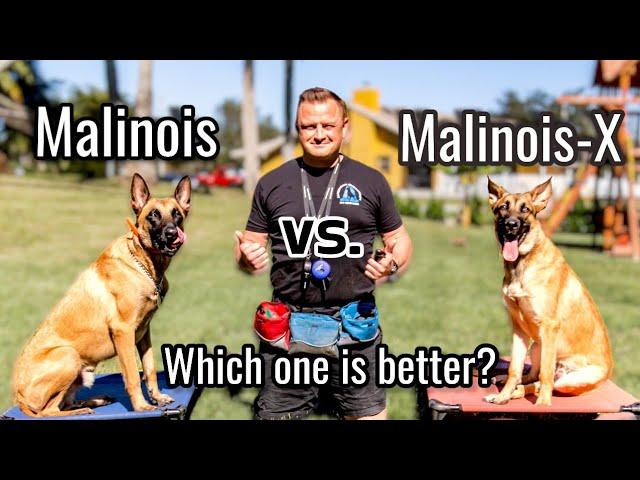 Belgian Malinois vs Malinois-X  // Is the Malinois x GSD an even better dog?!