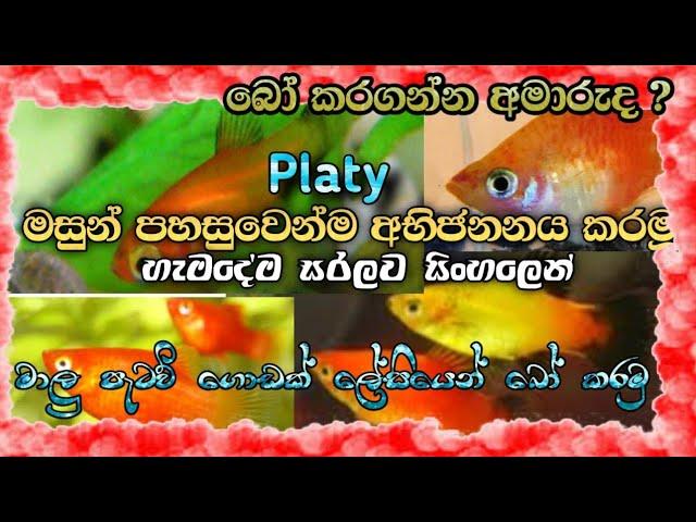 How to Breed Platy Fish in Sinhala / T.D Fish Paradise