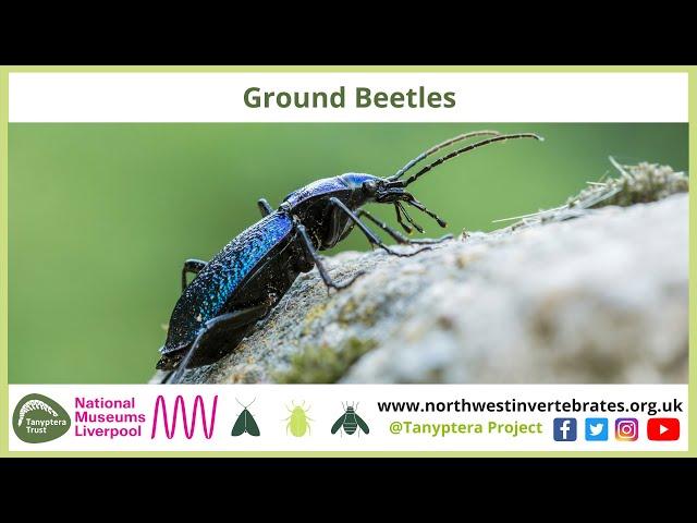 UK Ground Beetles