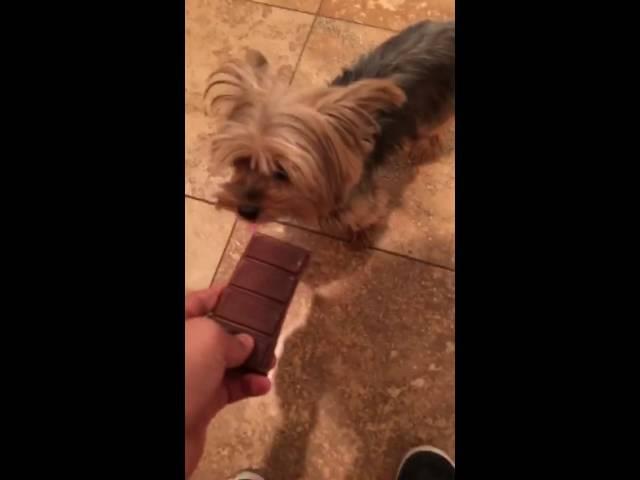 Feeding my dog chocolate