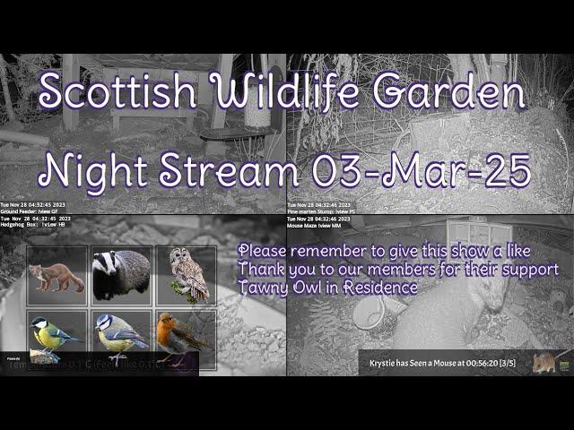 Night Stream March 3rd 2025 | Bird Feeders, Wildlife Cameras Scotland UK from SWG