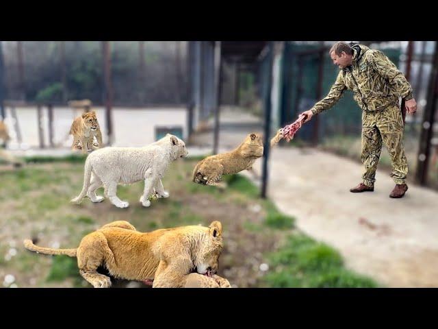 Вот так Олег Зубков приучает молодых львов БРАТЬ МЯСО из его рук?