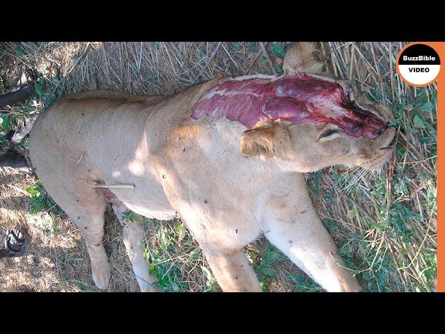 No Mercy For Injured Lion