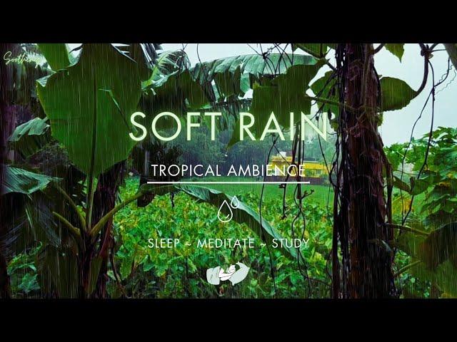 Soft Rain On Leaves | NO ADS | Soothing Gentle Rain Sounds For Sleeping