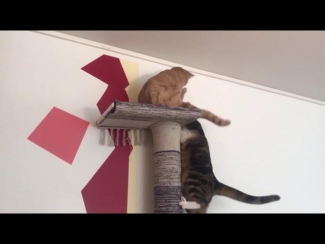 How to build a cat tree in your house; simple, fun and with less that $40!