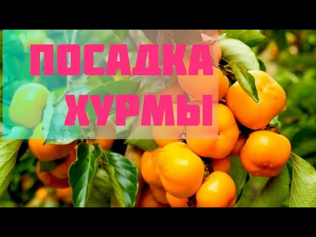 Посадка Хурмы.Будьте осторожны!!!