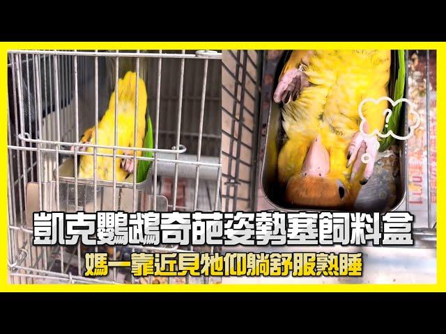 凱克鸚鵡奇葩姿勢塞飼料盒　仰躺舒服熟睡｜寵物動物｜鳥寶｜搞笑