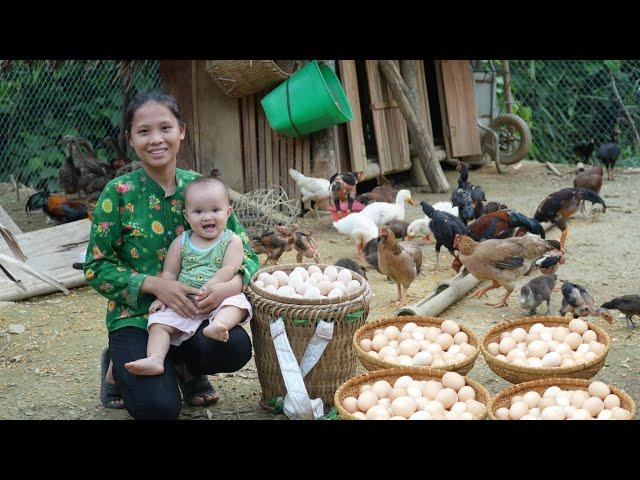 Lots of Eggs on the Farm of a 17-Year-Old Single Mother - Daily Work of a 17 Year Old Mother