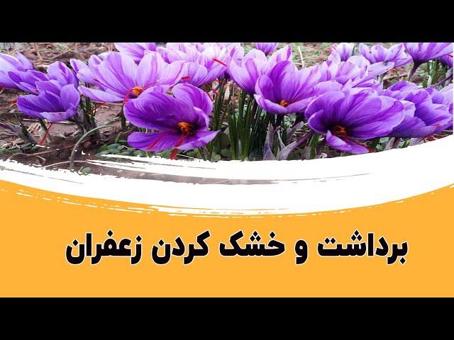 برداشت زعفران اصل از مزرعه|پاک کردن و خشک کردن  گل زعفران در خانه