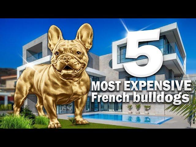 5 Most Expensive French Bulldogs