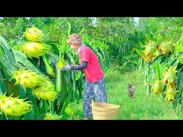 Harvesting yellow dragon fruit for sale at the market, how to grow dragon fruit from stems